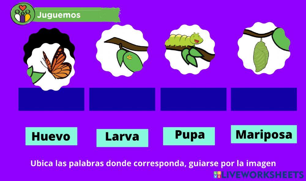 El sueñod e la oruga