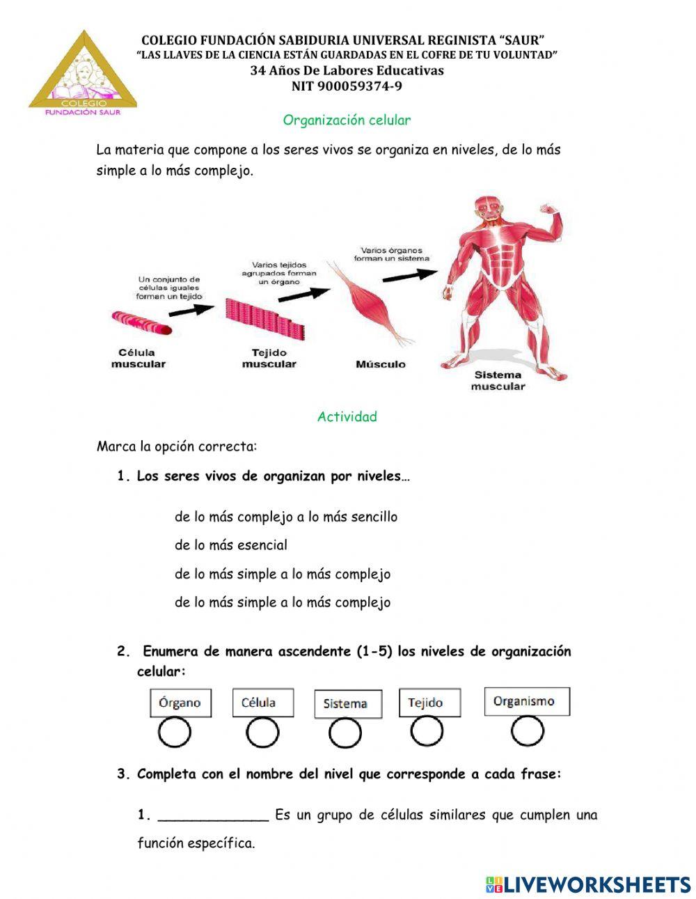 Niveles de organización