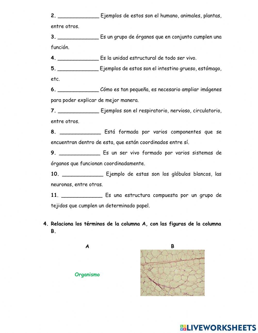 Niveles de organización