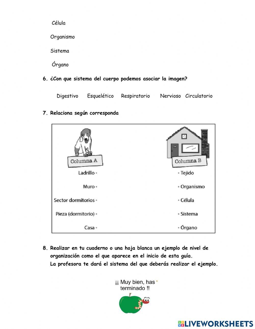 Niveles de organización