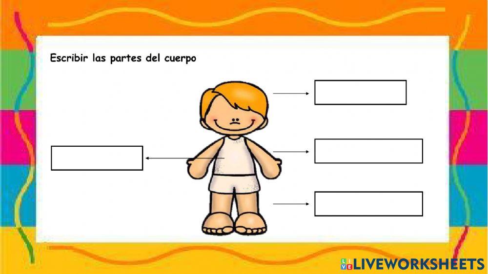 Partes del cuerpo Humano