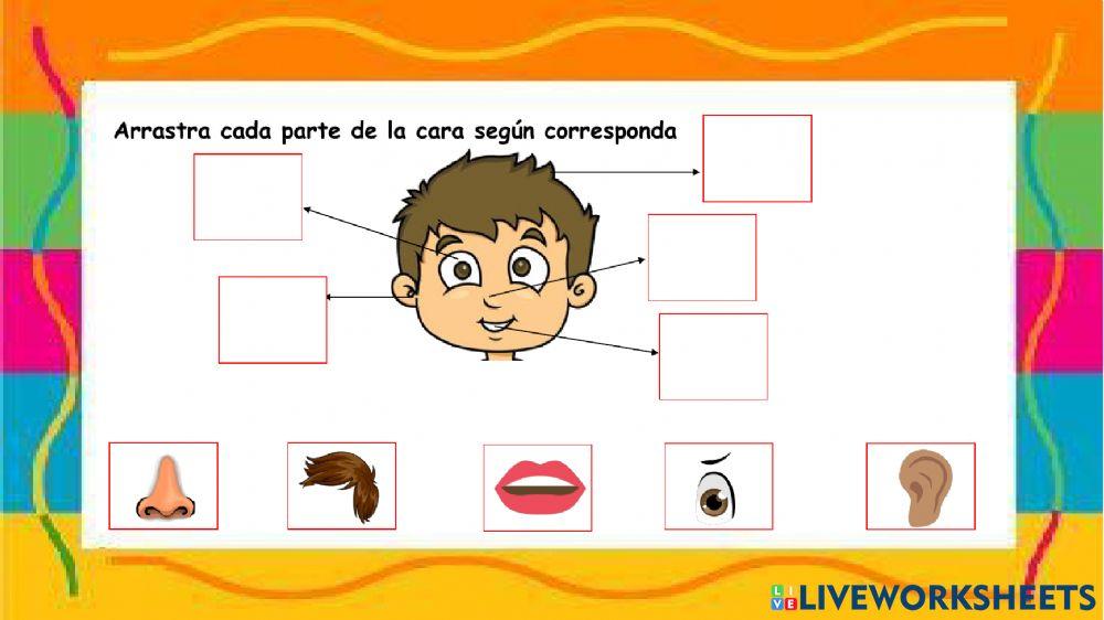 Partes del cuerpo Humano