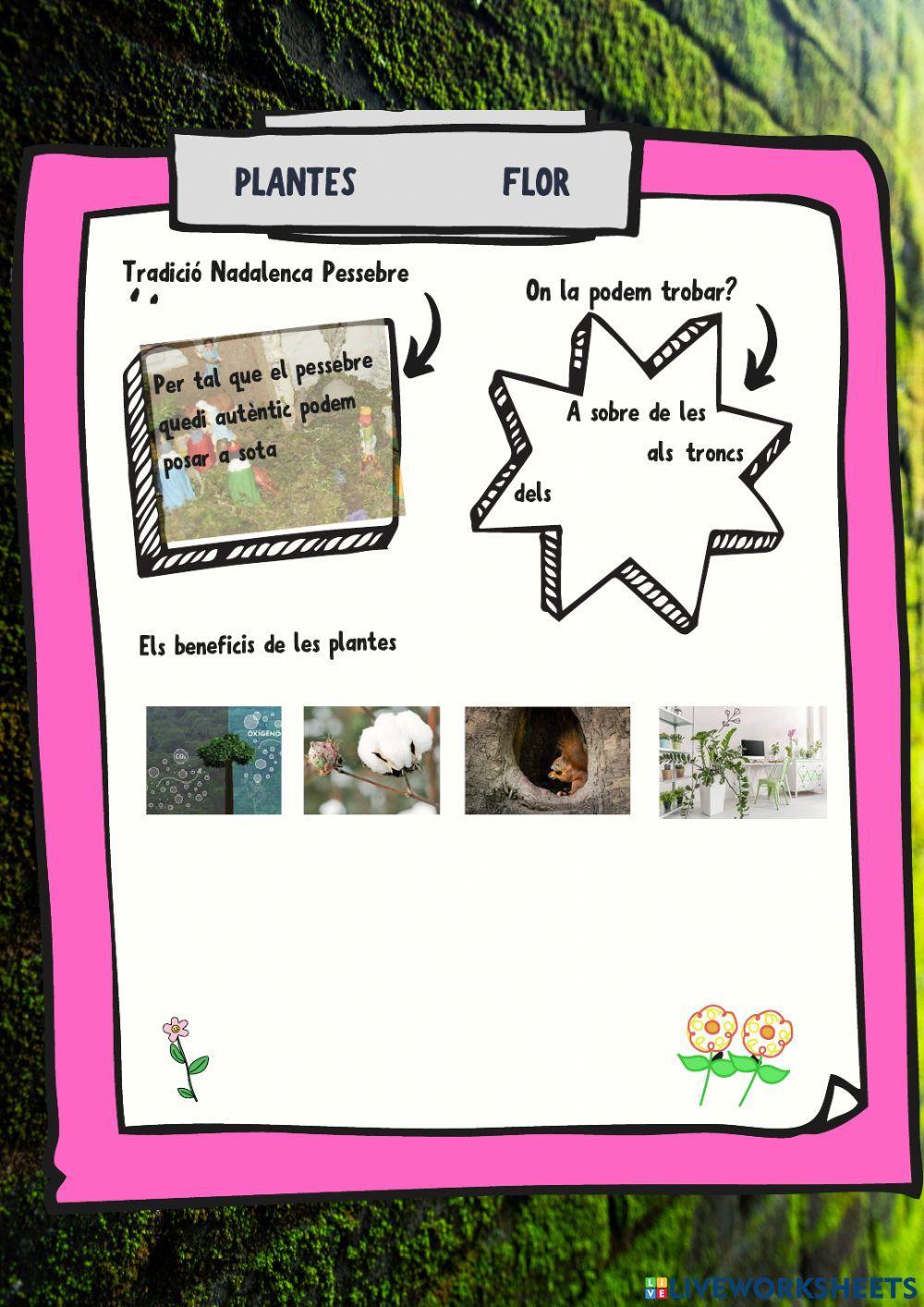 Plantes competencial