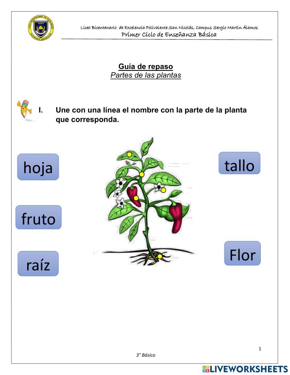 Partes principales de las plantas
