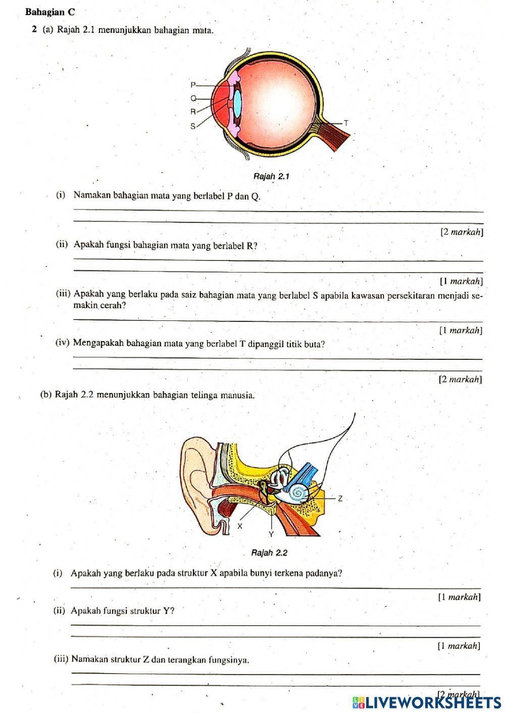 Bab 1 Rangsangan dan Gerak Balas