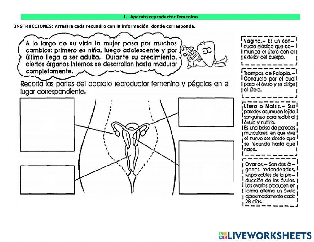 Aparato reproductor femenino