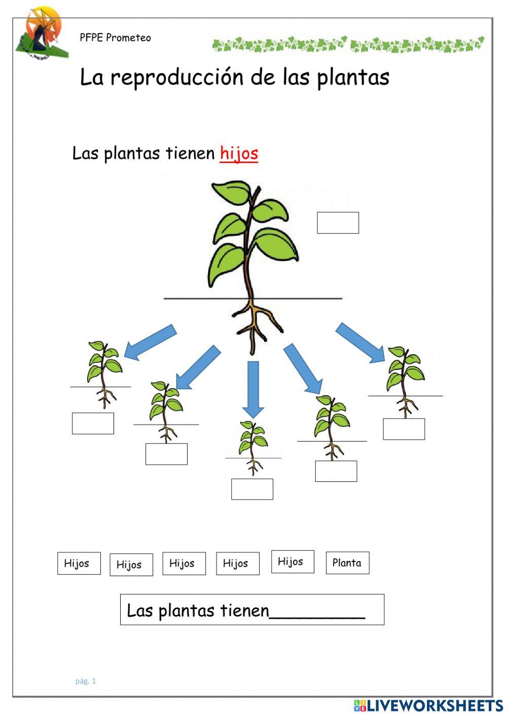 Reproducción sexual