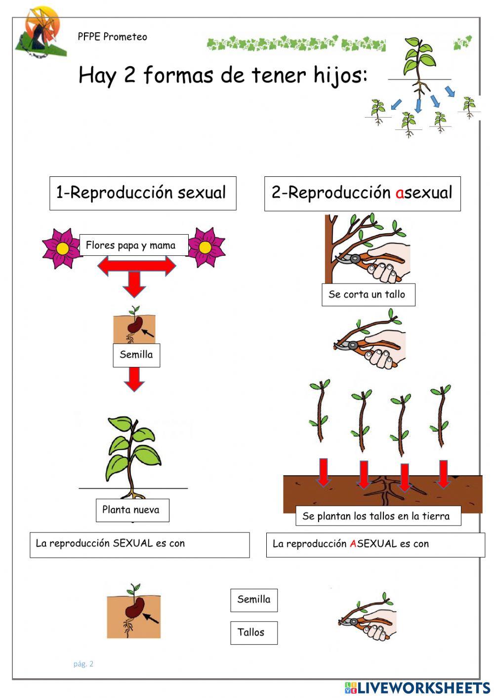 Reproducción sexual