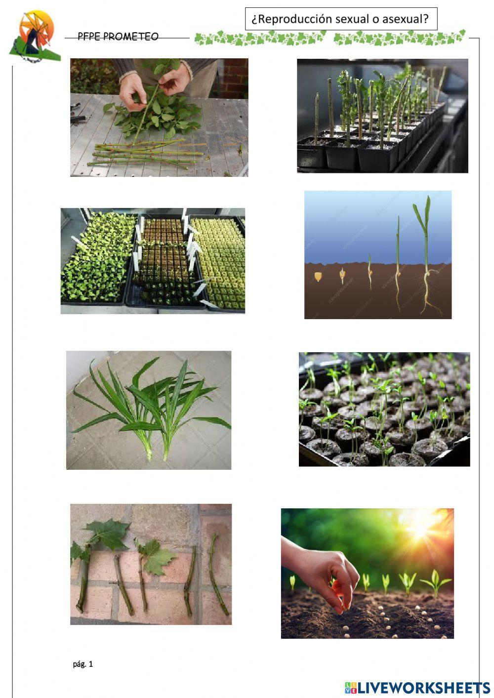 Diferenciar semilla-Esqueje