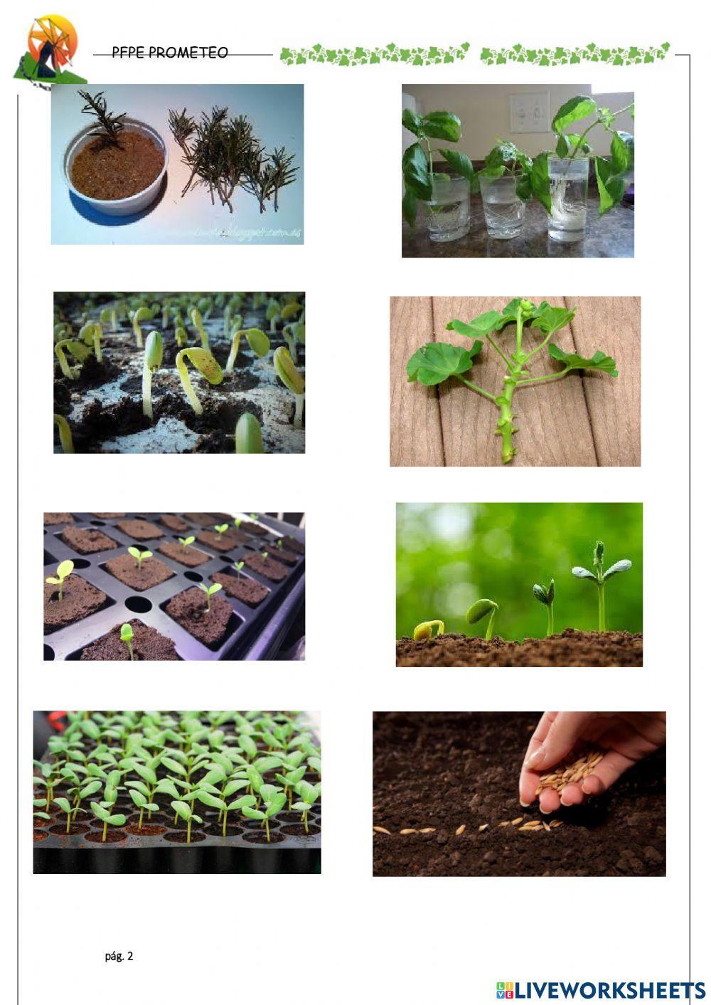 Diferenciar semilla-Esqueje