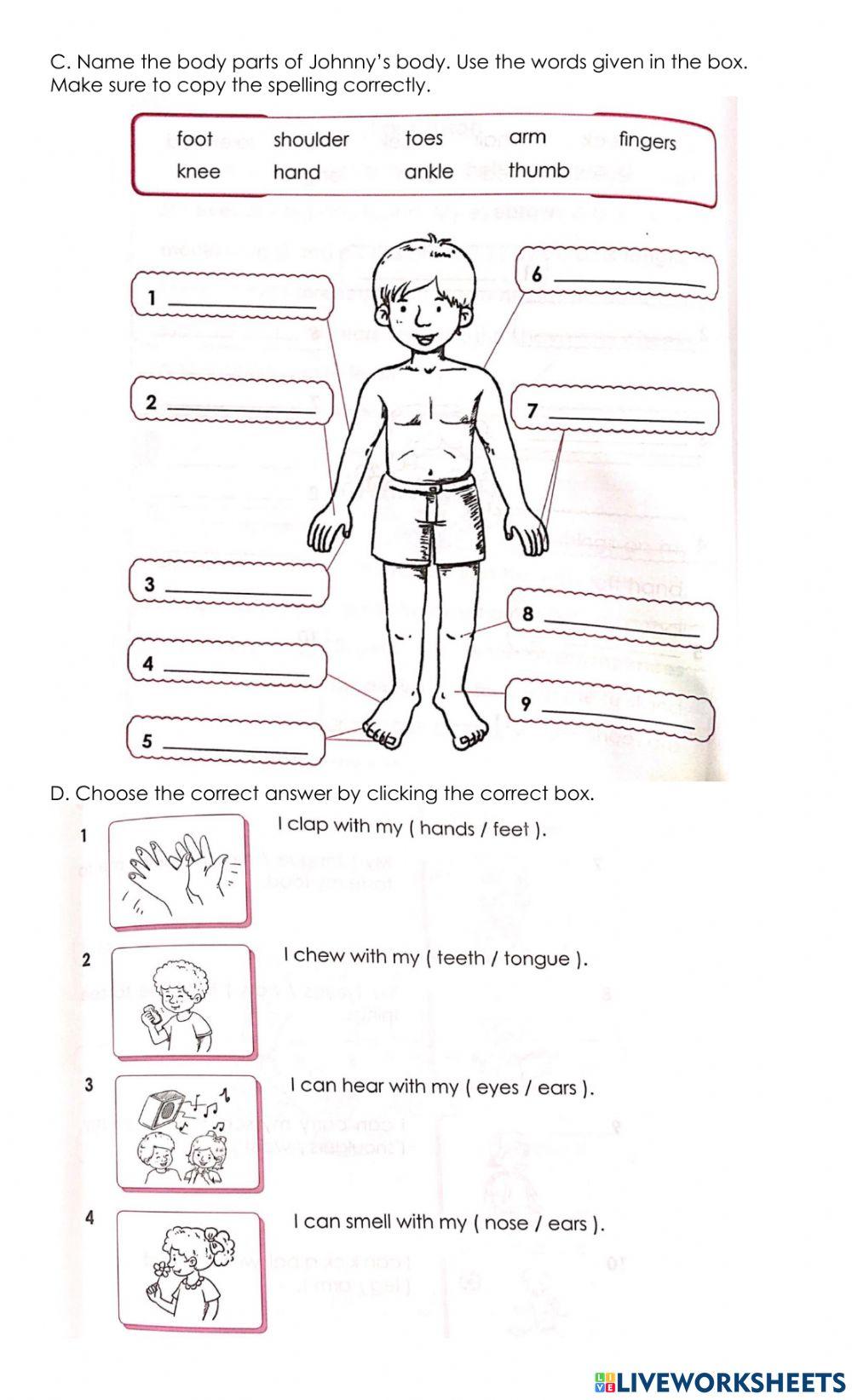 Human Body Parts Human Body Parts