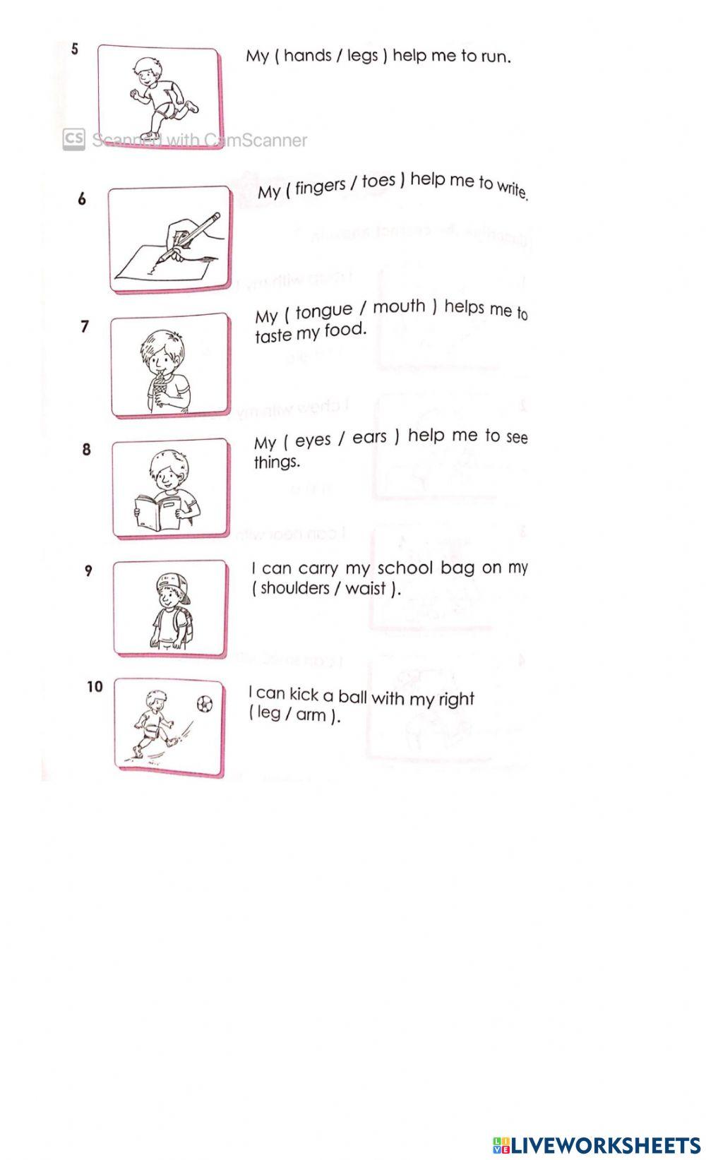 Human Body Parts Human Body Parts