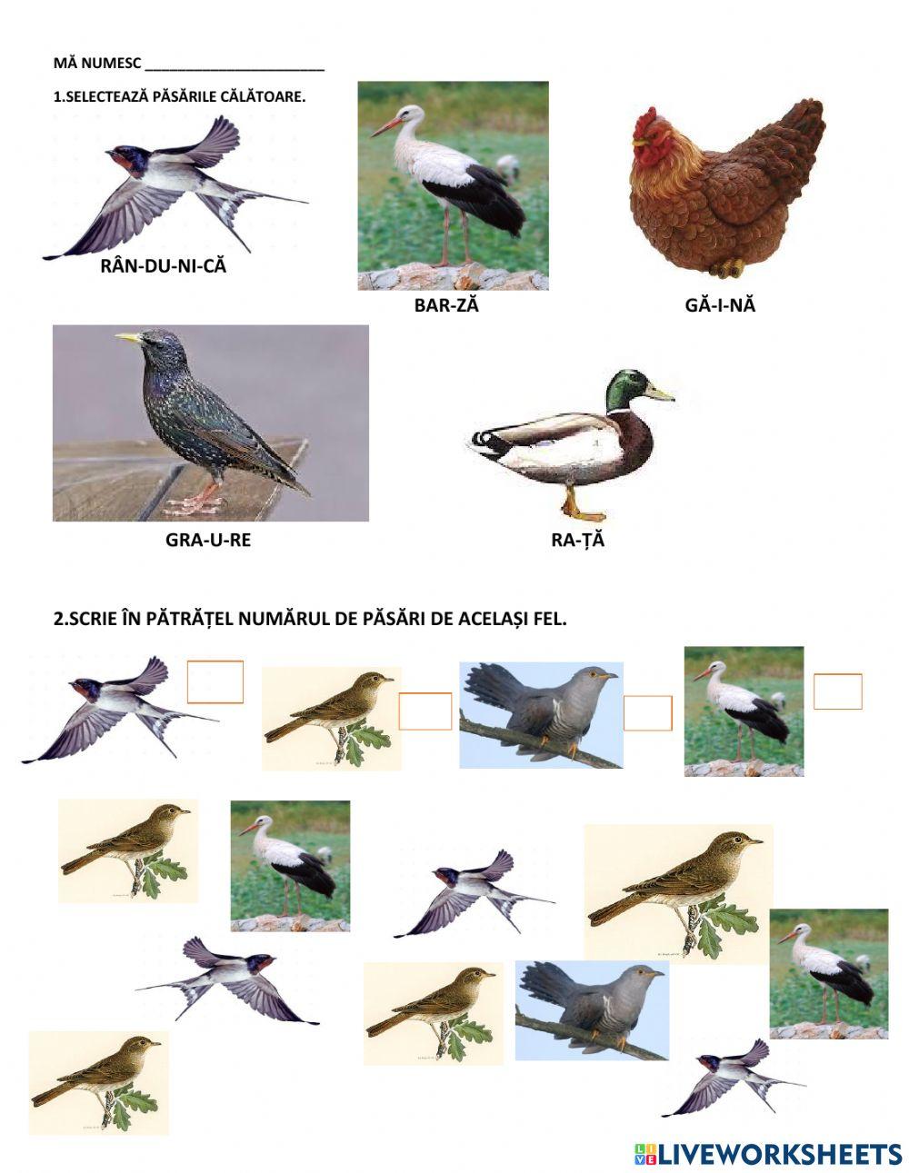 Păsările călătoare