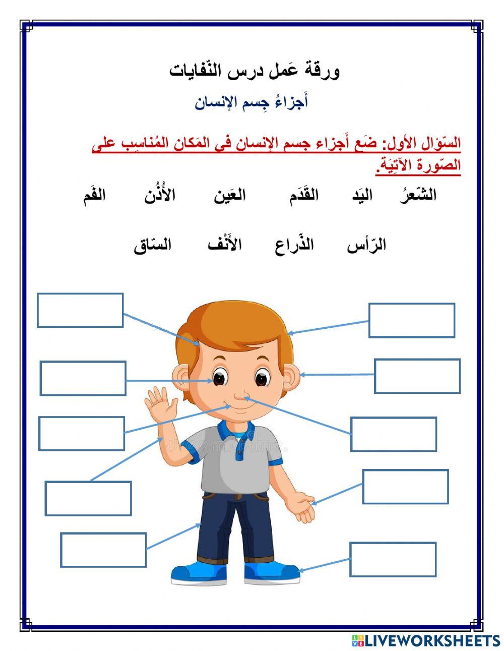 أجزاء جسم الإنسان