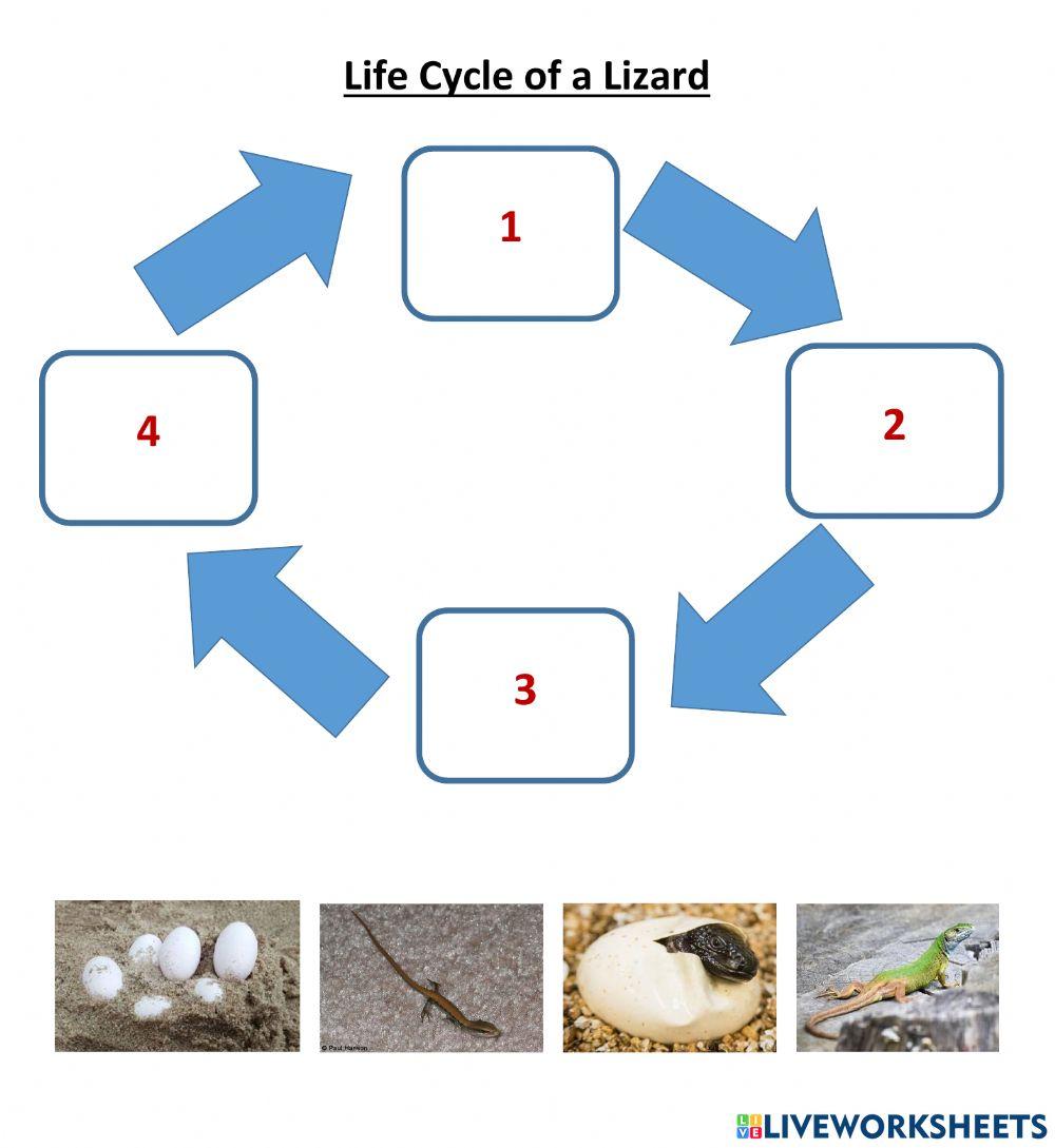 821597 Lizard Life Cycle Snielson LiveWorksheets 821597-lizard-life-cycle-snielson-liveworksheets