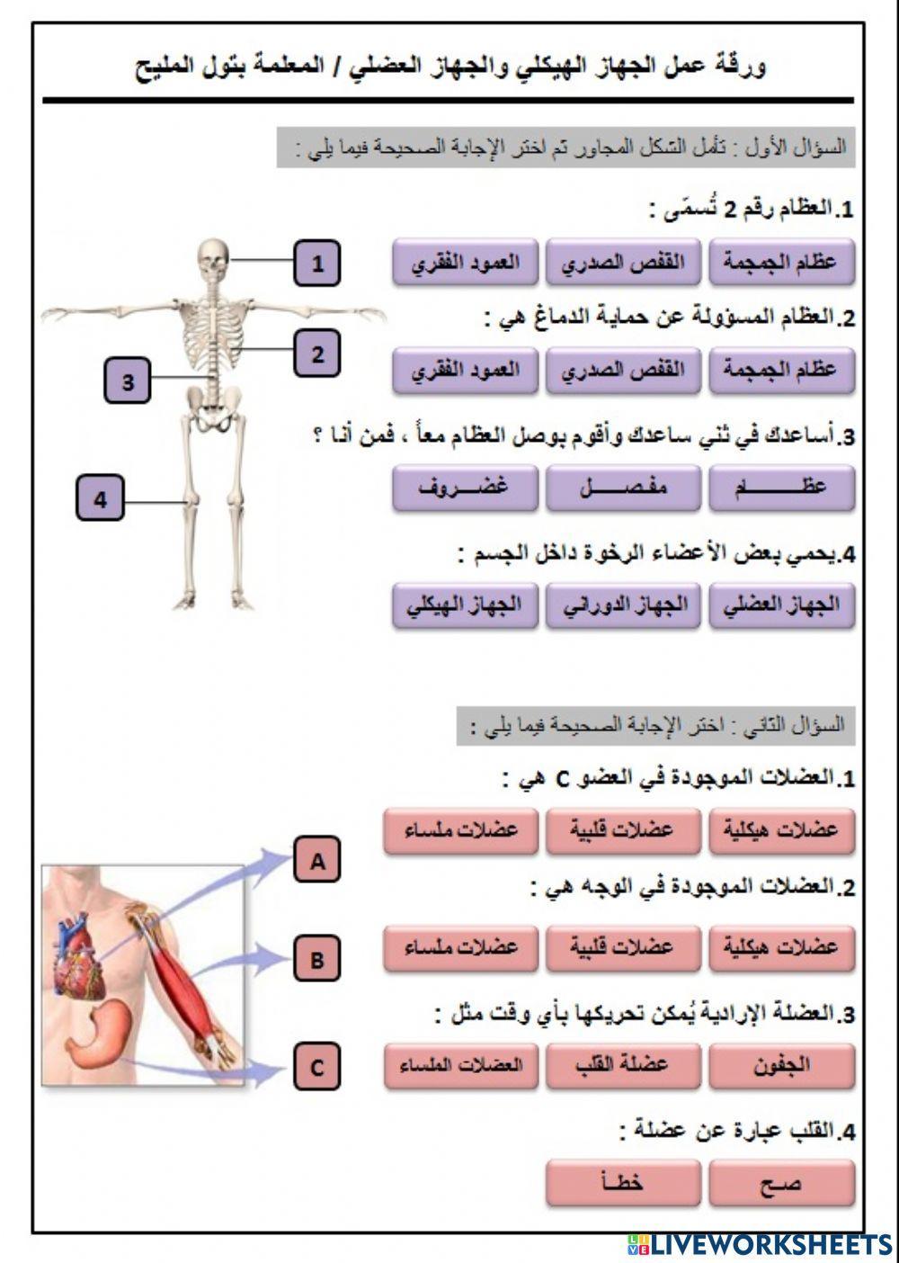 الجهاز الهيكلي والجهاز العضلي