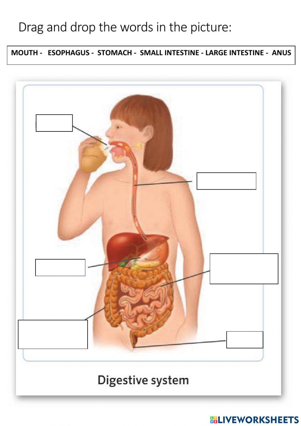 Digestive system