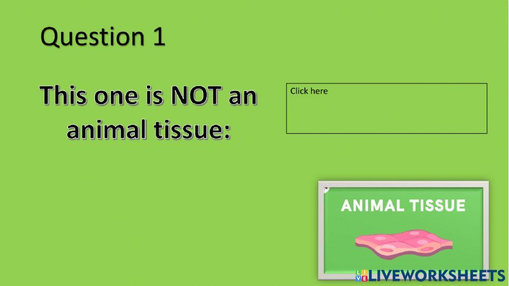 Assessment activity about tissues