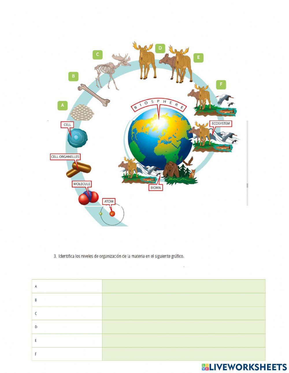 Niveles de organización