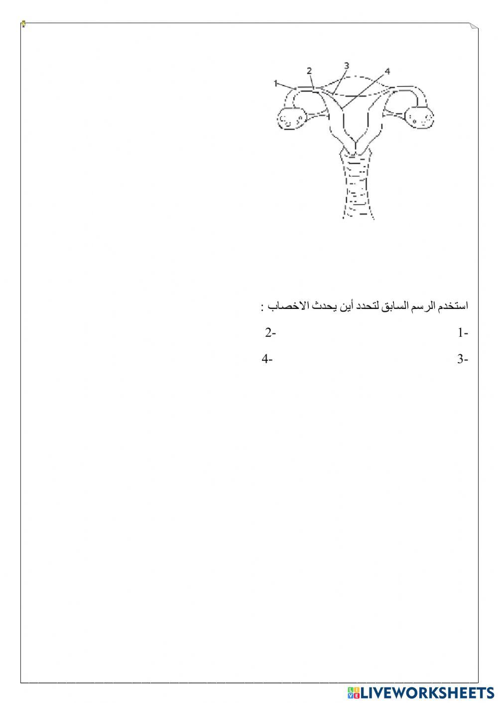 ورقة عمل تفاعلية