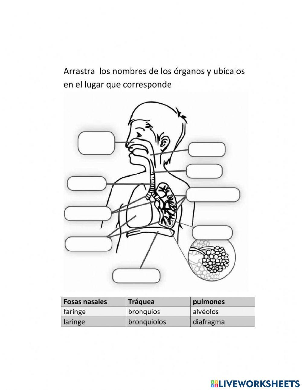 Aparato respiratorio