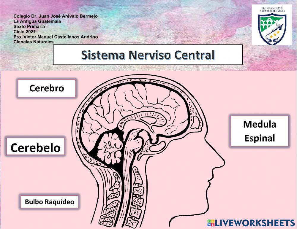 Sistema nervioso central