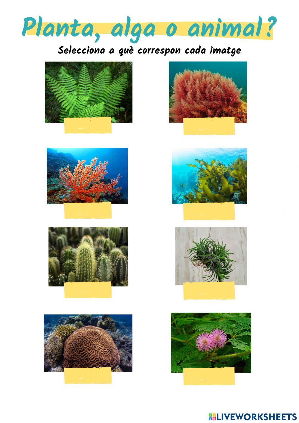 Planta, alga o animal?
