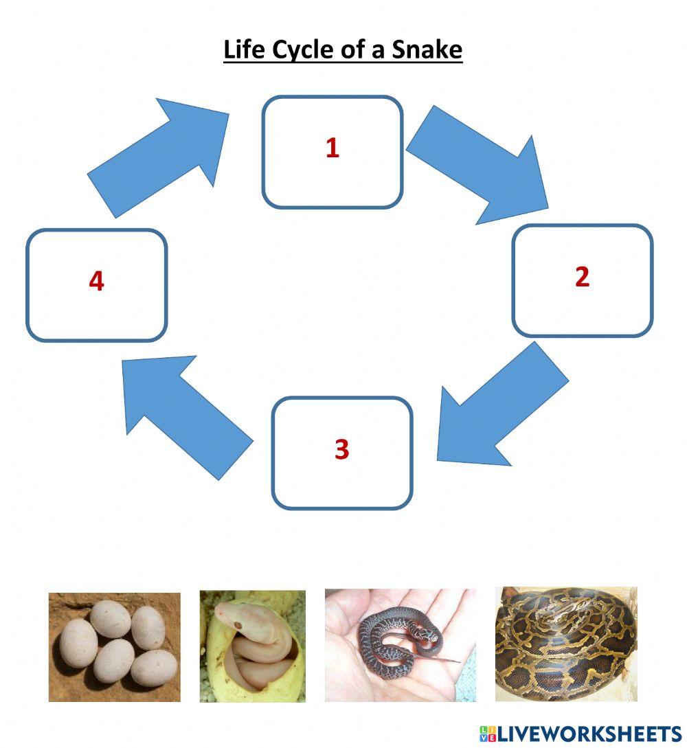 How To Draw A Life Cycle Of A Snake