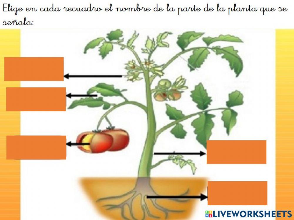 Las partes de la planta