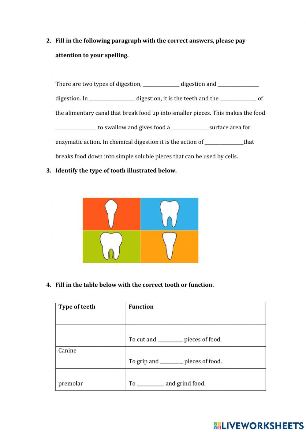 Mechanical Digestion