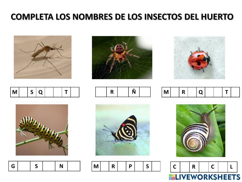 Completa los nombres de los insectos del huerto
