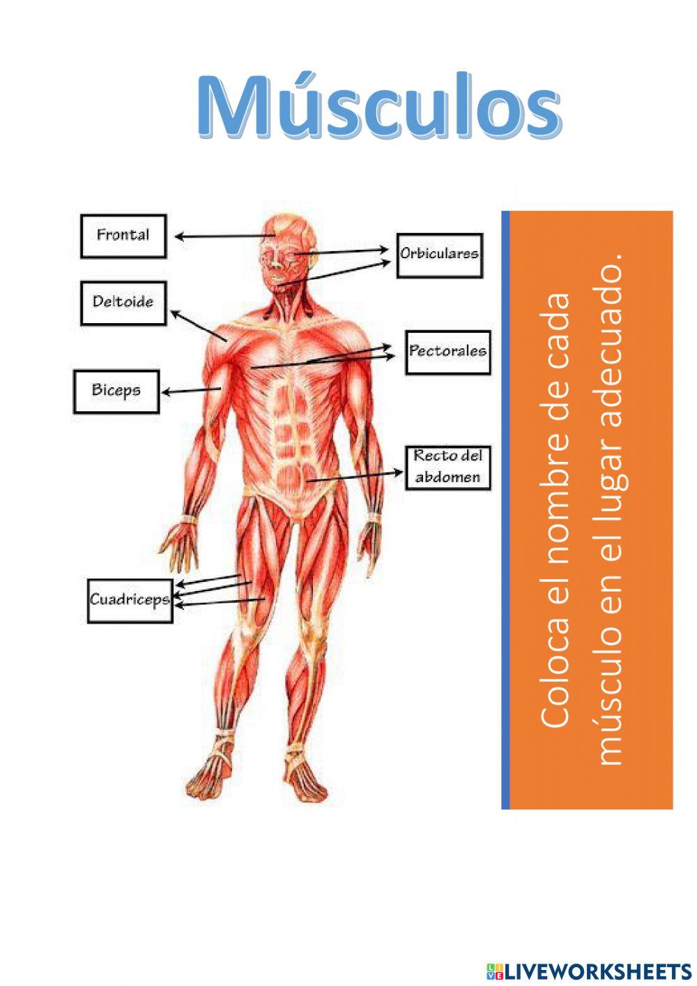 Músculos