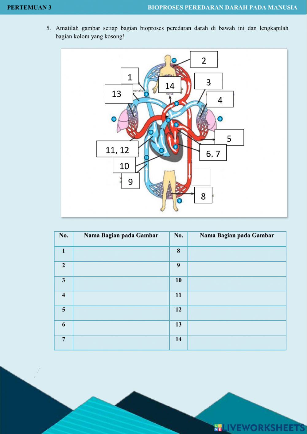 LKPD Bioproses Peredaran Darah pada Manusia