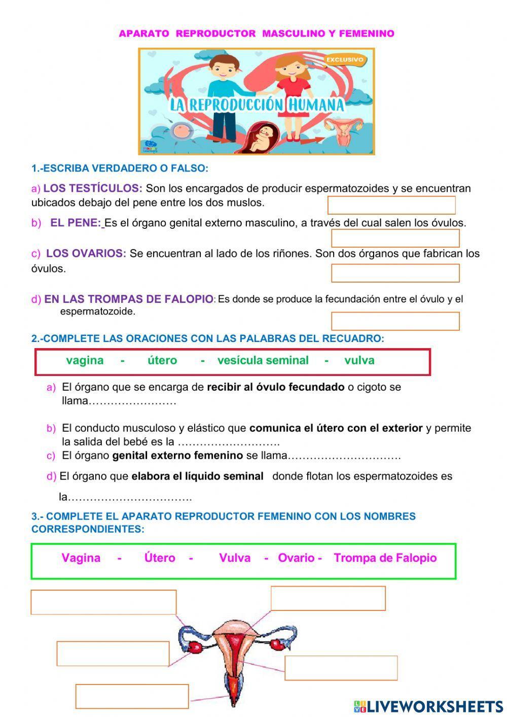 Reproducción humana