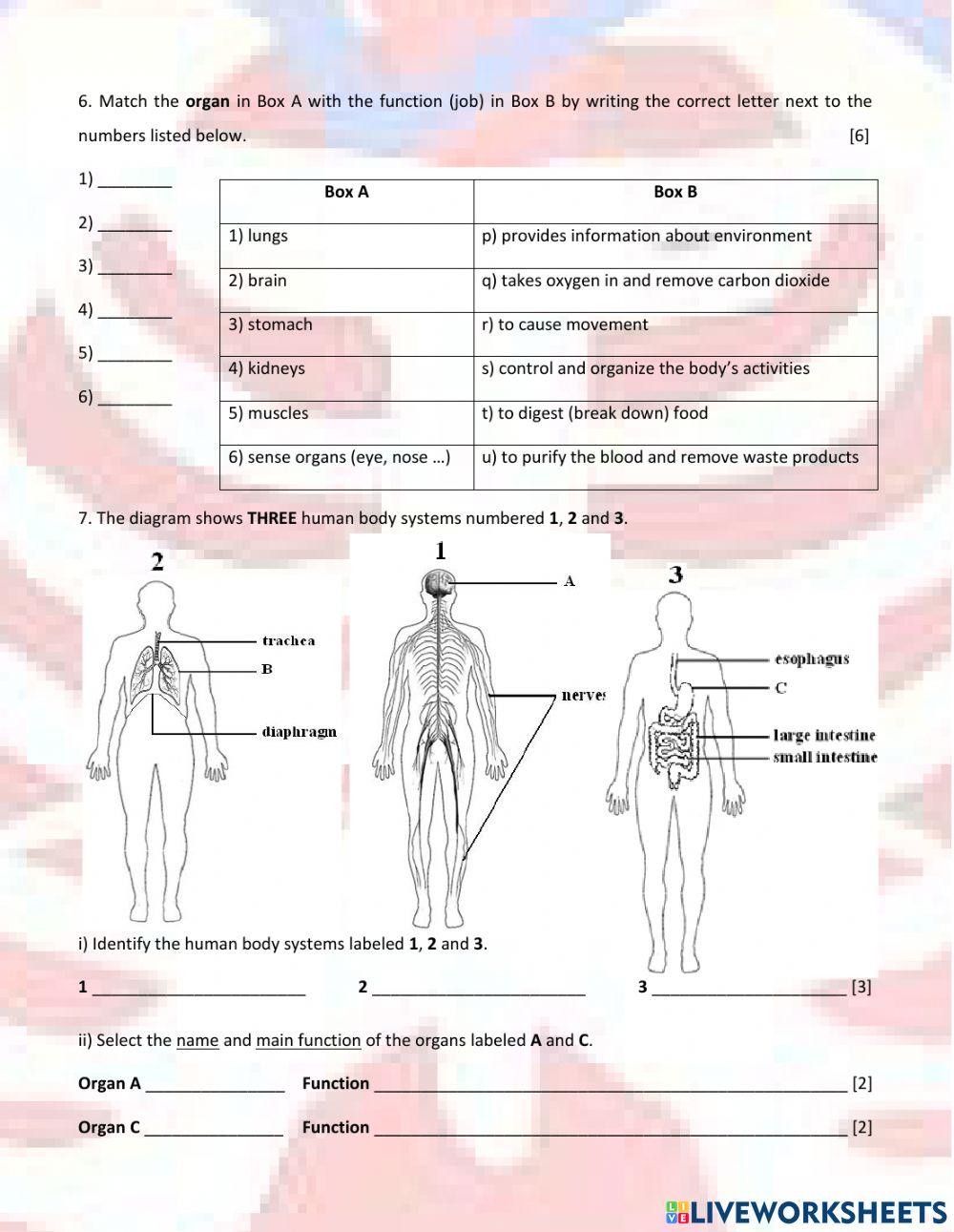 HS - 2 - Health Introduction - Body Organization