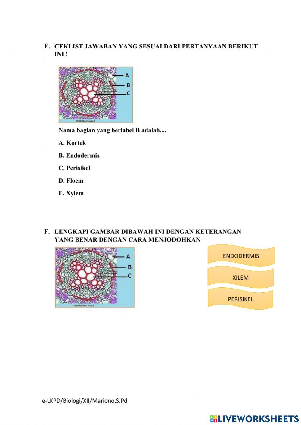 LKPD Pertumbuhan dan Perkembangan Tumbuhan