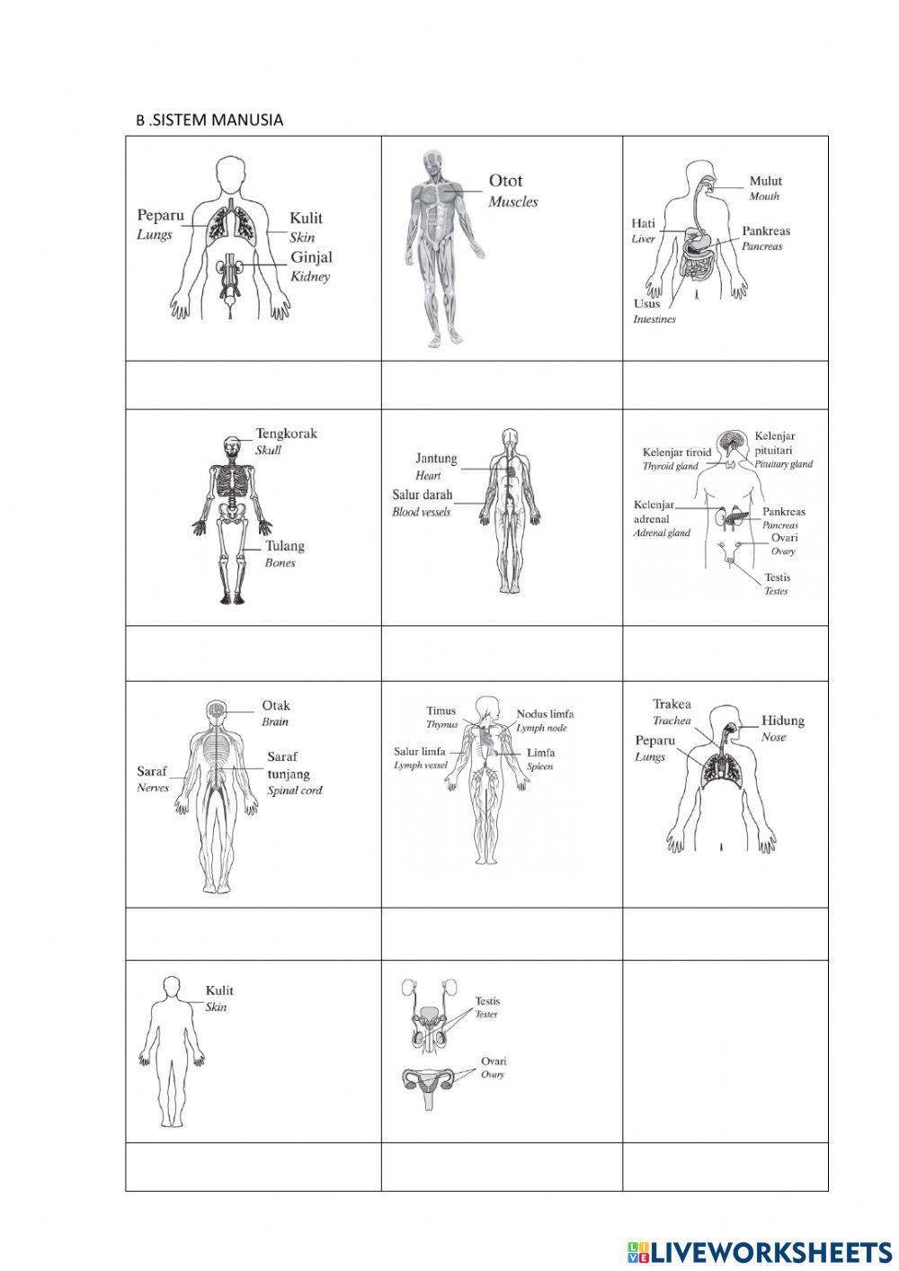 Pelbagai jenis sel ,tisu dan sistem dalam badan manusia