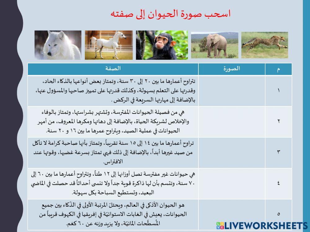 مسابقة حيوانات 1