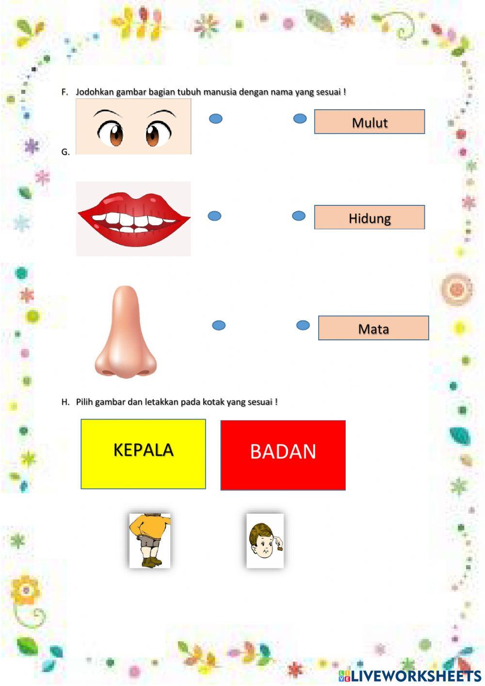 Bagian Tubuh Manusia