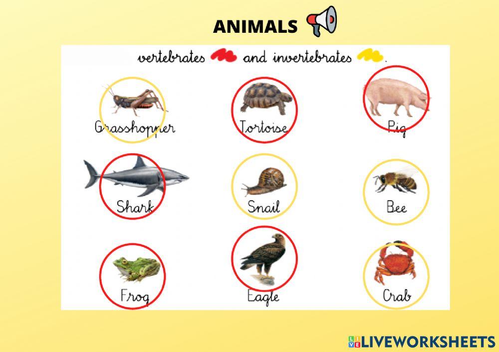 Animals