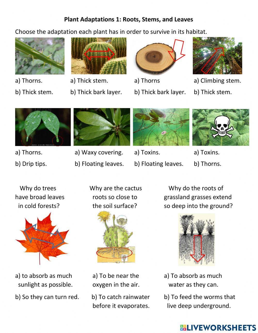 Plant adaptations 1