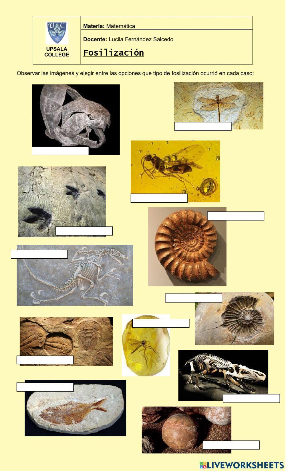 Tipos de fósiles