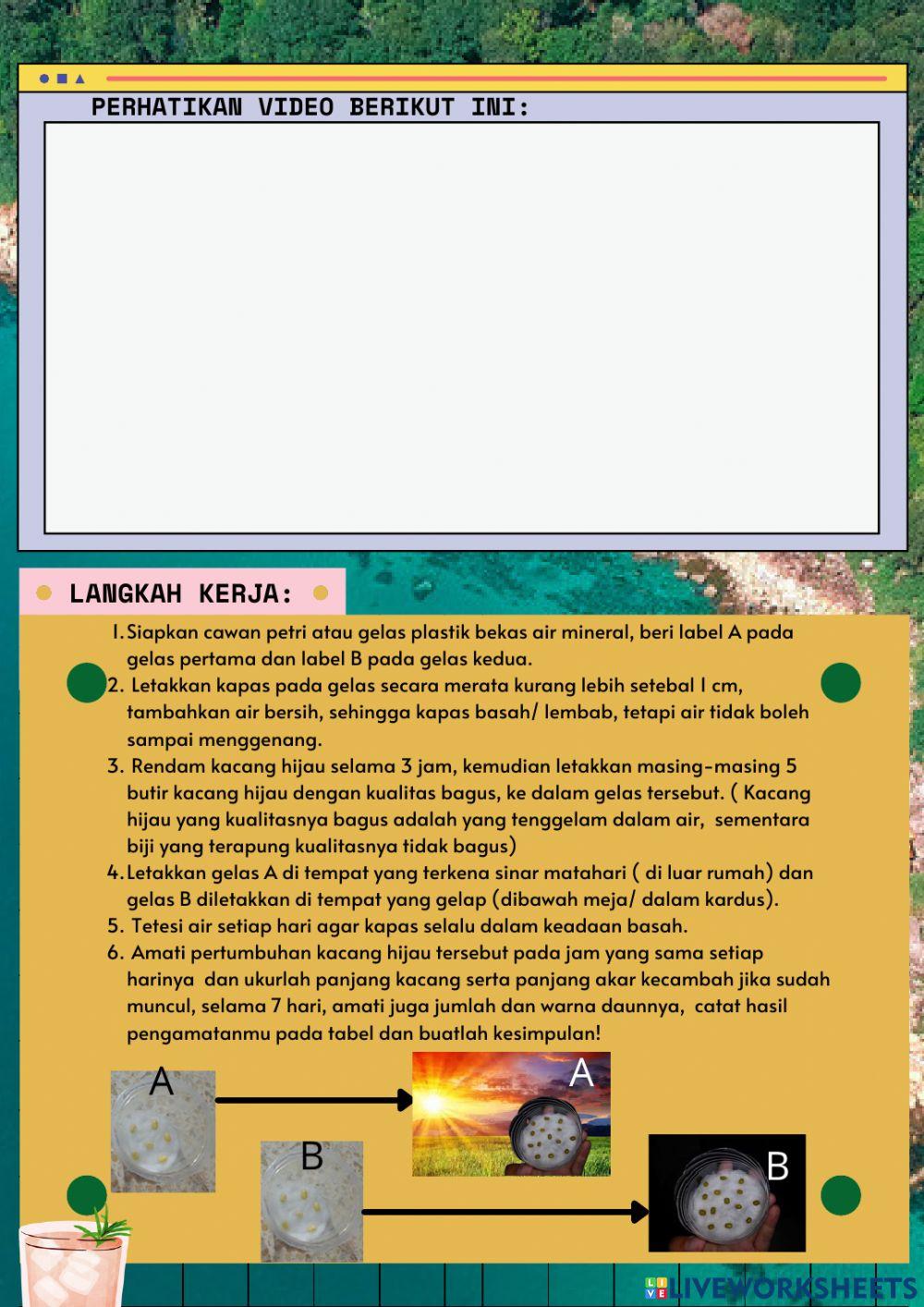 Lkpd-pertumbuhan tanaman