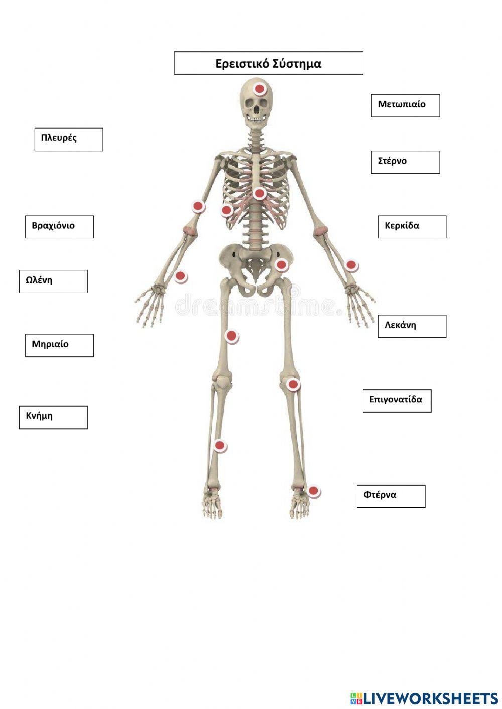 Ο σκελετός του Ανθώπου