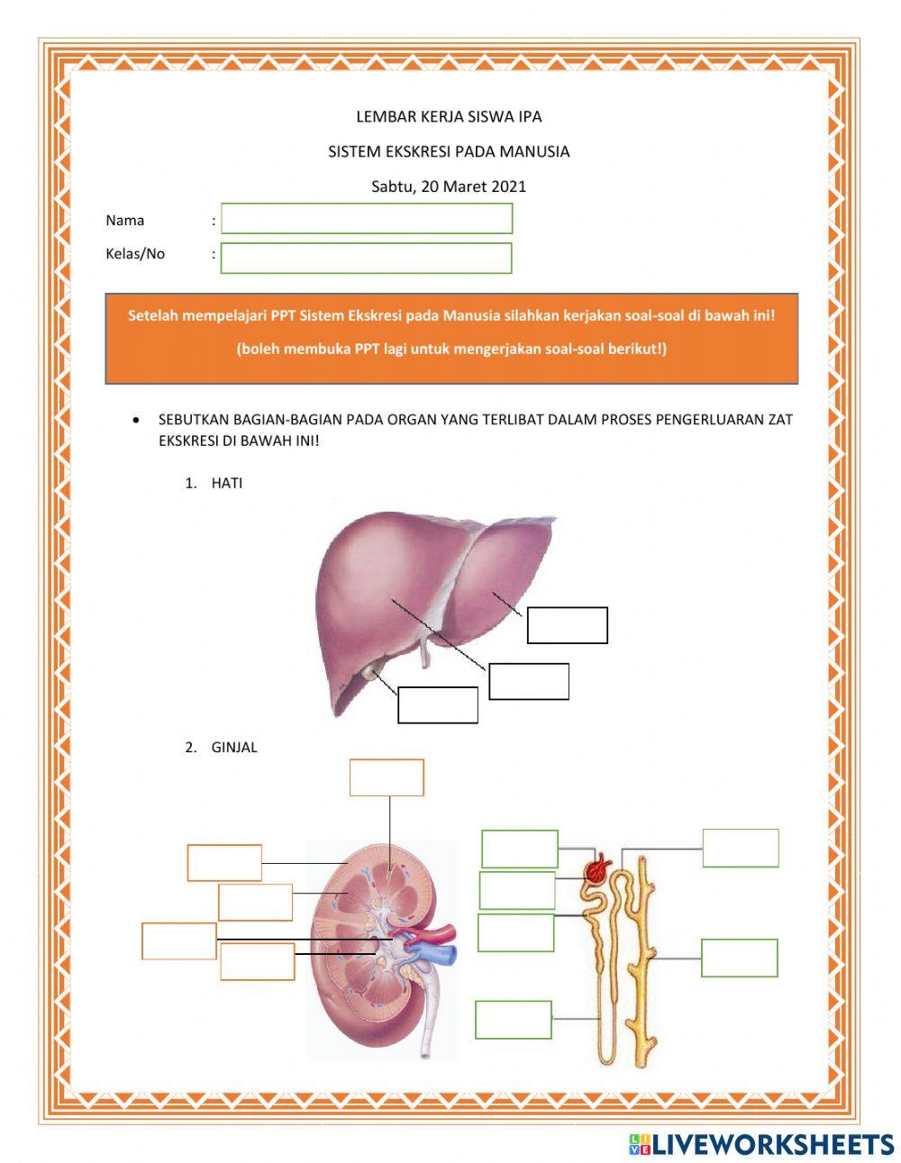 Lembar kerja sistem eksresi manusia
