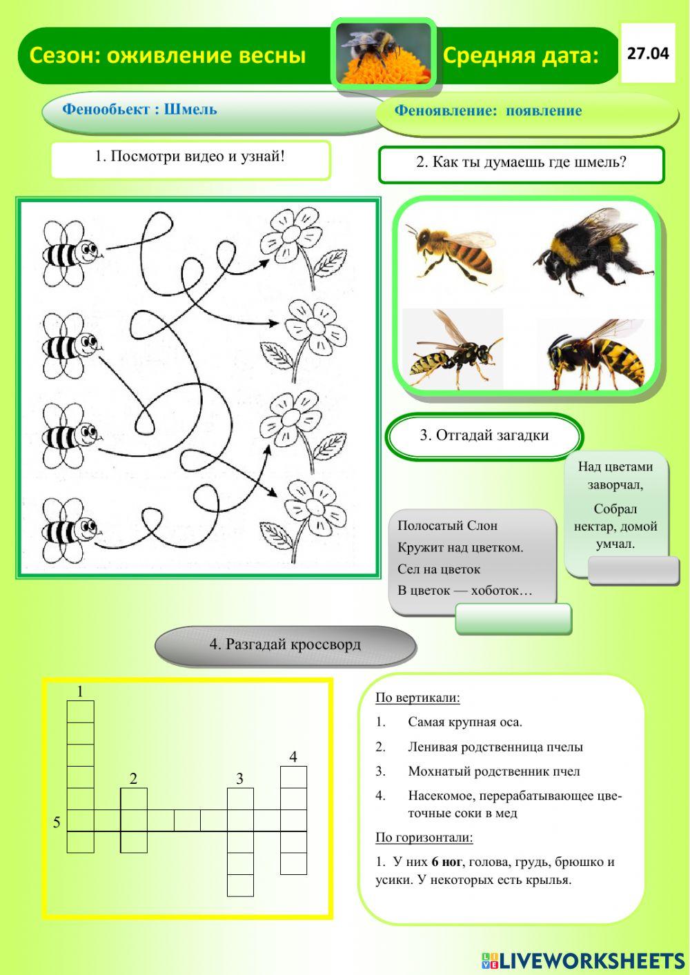 Фенология.Весна. Шмель