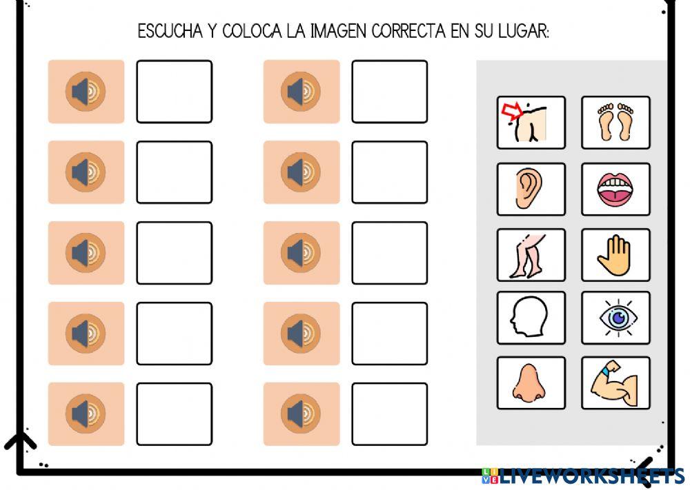 Parts of the body REVISION