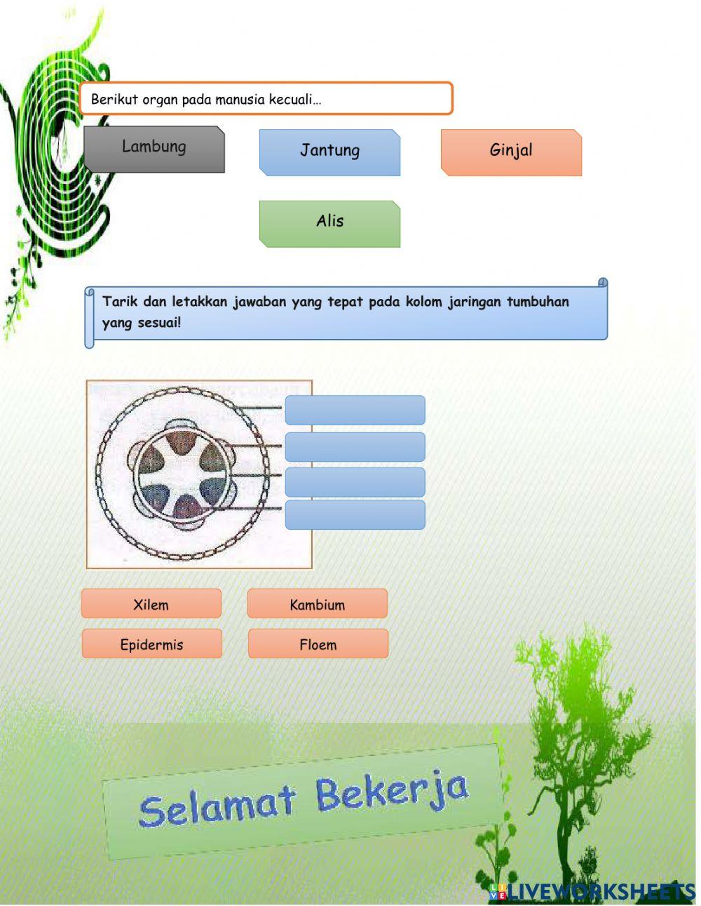 Sistem Organisasi Kehidupan