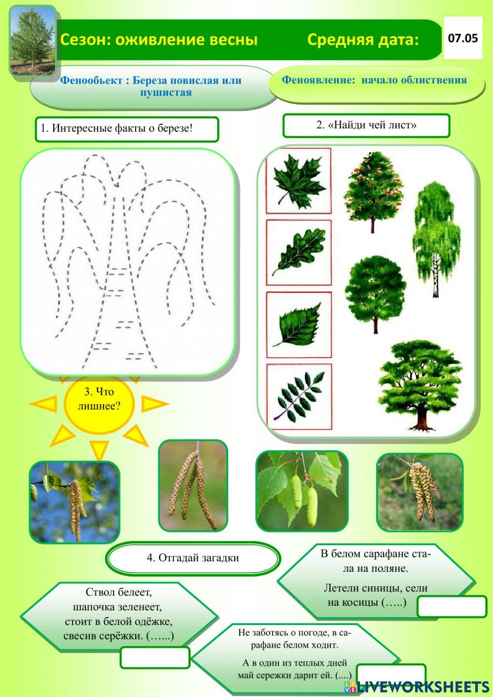 Фенология.Весна.Берёза