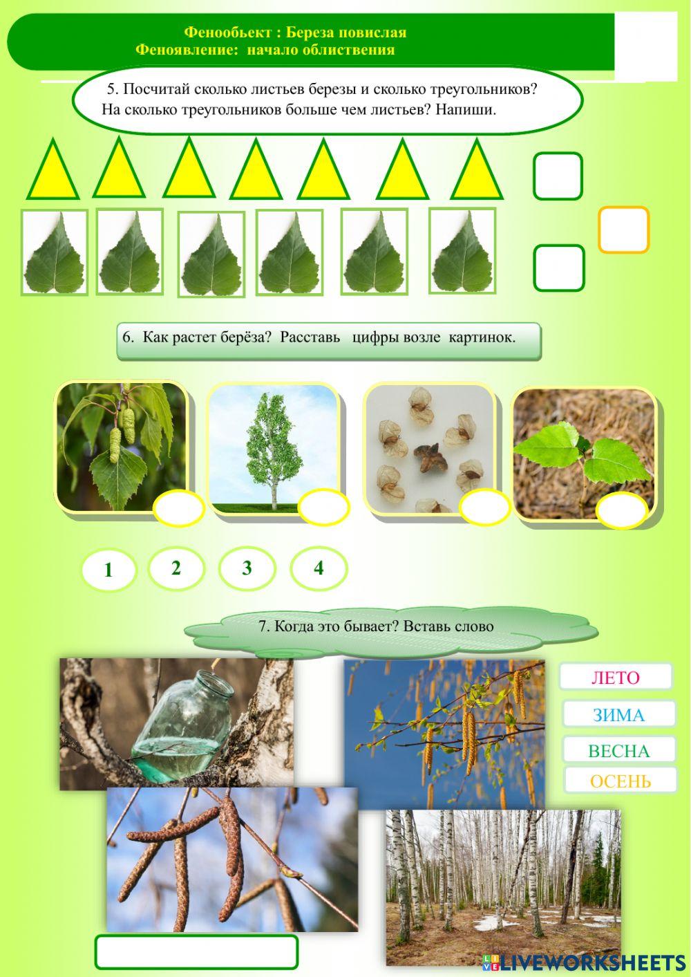 Фенология.Весна.Берёза